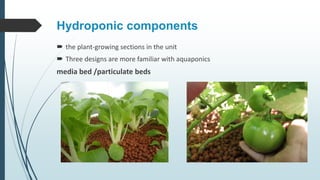 Hydroponic components
 the plant-growing sections in the unit
 Three designs are more familiar with aquaponics
media bed...