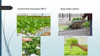 nutrient film technique (NFT) deep water culture
 