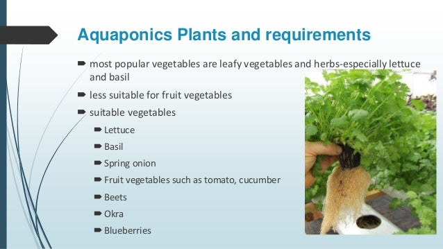 aquaponic system requirements - aquaponic