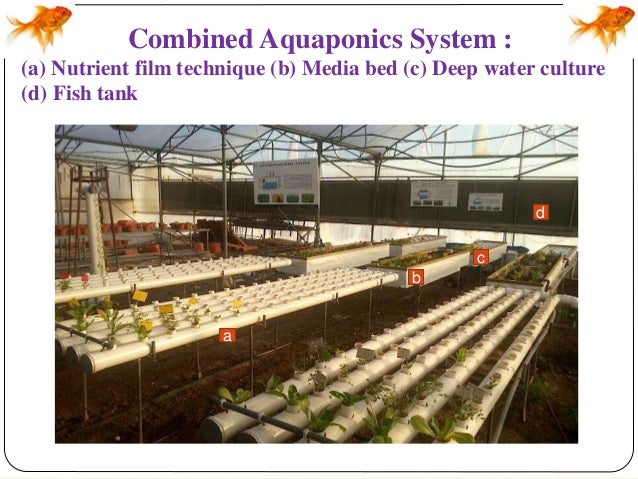 aquaponics in ornamental fish