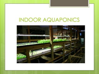 INDOOR AQUAPONICS
 