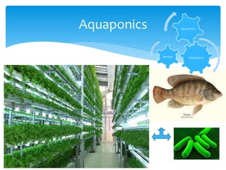 Aquaponics
HydroponicsBacteria
Aquaculture
 