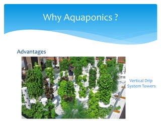 Why Aquaponics ?
Advantages
• Less pests and diseases (if controlled)
• Reduced carbon footprint
• Reduced water loss
• Makes use of dead space
 Rooftops
 3-D vertical dimension
Vertical Drip
System Towers
 