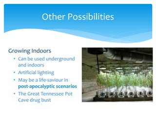 Growing Indoors
• Can be used underground
and indoors
• Artificial lighting
• May be a life-saviour in
post-apocalyptic scenarios
• The Great Tennessee Pot
Cave drug bust
Other Possibilities
 