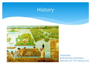 History
Chinampas
Built by Incas and Aztecs
Between 14th -16th century A.D
 