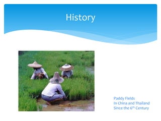 History
Paddy Fields
In China and Thailand
Since the 6th Century
 