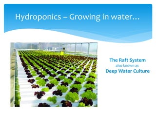 Hydroponics – Growing in water…
The Raft System
also known as
Deep Water Culture
 