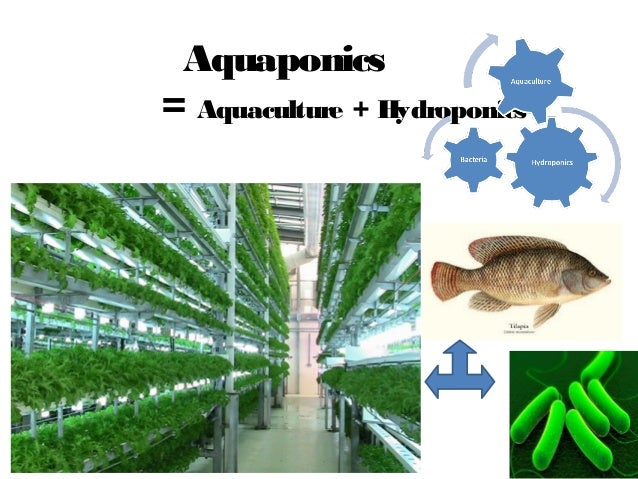 Aquaponics in western virginina univerrsity