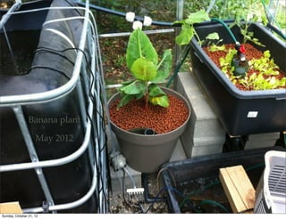Banana plant

                    May 2012




Sunday, October 21, 12
 
