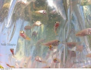 Nile Tilapia




                         June 2012

Sunday, October 21, 12
 