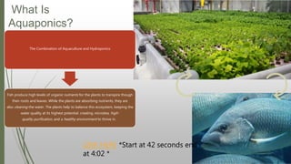 What Is
Aquaponics?
LINK HERE *Start at 42 seconds end
at 4:02 *
The Combination of Aquaculture and Hydroponics
Fish produce high levels of organic nutrients for the plants to transpire though
their roots and leaves. While the plants are absorbing nutrients, they are
also cleaning the water. The plants help to balance this ecosystem, keeping the
water quality at its highest potential. creating microbes, high-
quality purification, and a healthy environment to thrive in.
 