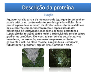Aquaporinas são canais de membrana de água que desempenham
papéis críticos no controle dos teores de água das células. Esta
proteína permite o aumento da eficiência dos sistemas catalíticos
pela crescente compartimentalização e especialização dos
mecanismo de seletividade, mas acima de tudo, permitem a
superação das relações com o meio, a sobrevivência celular contra
gradientes osmóticos. É encontrada em células eucariotas. Nos
mamíferos, por exemplo, em vasos sanguíneos, no trato
gastrointestinal, no plexo coróide, em glândulas sudoríparas,
túbulos renais proximais, alça de Henle, orelhas e olhos.
 
