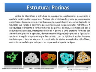 Antes de identificar a estrutura da aquaporina analisaremos o conjunto a
              qual ela está inserida: as porinas. Porinas são proteínas de grande peso molecular
              encontradas tipicamente em membranas externas de bactérias, como ilustrado na
              figura(1), sua função é permitir a passagem de água e alguns solutos hidrofílicos. A
              na figura(2) representa a forma trimérica da porina, ou seja, a composição por 3
              subunidades idênticas, interagindo entre si. A porina é uma proteína formada por
              aminoácidos polares e apolares, demonstrado na figura(3a) – polares e figura(3b)-
              apolares. A região da proteína que faz contato com os lipídios é apolar. Observe
              também que o interior do poro é constituído de vários aminoácidos hidrofílicos,
              coerente com o fato que este poro serve para o transporte de água.




                                                                                                   (a)                                   (b)
Figura 1 – porina da Rhodobacter capsulatus   Figura 2 – Estrutura da porina e suas sub-unidades
                                                                                                    Figura 3 – aminoácidos Polares e apolares
 