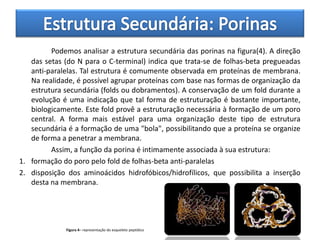 Podemos analisar a estrutura secundária das porinas na figura(4). A direção
   das setas (do N para o C-terminal) indica que trata-se de folhas-beta pregueadas
   anti-paralelas. Tal estrutura é comumente observada em proteínas de membrana.
   Na realidade, é possível agrupar proteínas com base nas formas de organização da
   estrutura secundária (folds ou dobramentos). A conservação de um fold durante a
   evolução é uma indicação que tal forma de estruturação é bastante importante,
   biologicamente. Este fold provê a estruturação necessária à formação de um poro
   central. A forma mais estável para uma organização deste tipo de estrutura
   secundária é a formação de uma "bola", possibilitando que a proteína se organize
   de forma a penetrar a membrana.
         Assim, a função da porina é intimamente associada à sua estrutura:
1. formação do poro pelo fold de folhas-beta anti-paralelas
2. disposição dos aminoácidos hidrofóbicos/hidrofílicos, que possibilita a inserção
   desta na membrana.




              Figura 4– representação do esqueleto peptídico
 