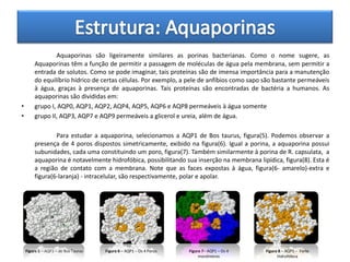 Aquaporinas são ligeiramente similares as porinas bacterianas. Como o nome sugere, as
        Aquaporinas têm a função de permitir a passagem de moléculas de água pela membrana, sem permitir a
        entrada de solutos. Como se pode imaginar, tais proteínas são de imensa importância para a manutenção
        do equilíbrio hídrico de certas células. Por exemplo, a pele de anfíbios como sapo são bastante permeáveis
        à água, graças à presença de aquaporinas. Tais proteínas são encontradas de bactéria a humanos. As
        aquaporinas são divididas em:
•       grupo I, AQP0, AQP1, AQP2, AQP4, AQP5, AQP6 e AQP8 permeáveis à água somente
•       grupo II, AQP3, AQP7 e AQP9 permeáveis a glicerol e ureia, além de água.

                Para estudar a aquaporina, selecionamos a AQP1 de Bos taurus, figura(5). Podemos observar a
        presença de 4 poros dispostos simetricamente, exibido na figura(6). Igual a porina, a aquaporina possui
        subunidades, cada uma constituindo um poro, figura(7). Também similarmente à porina de R. capsulata, a
        aquaporina é notavelmente hidrofóbica, possibilitando sua inserção na membrana lipídica, figura(8). Esta é
        a região de contato com a membrana. Note que as faces expostas à água, figura(6- amarelo)-extra e
        figura(6-laranja) - intracelular, são respectivamente, polar e apolar.




    Figura 5 – AQP1 – de Bos Taurus   Figura 6 – AQP1 – Os 4 Poros   Figura 7– AQP1 – Os 4   Figura 8 – AQP1 – Parte
                                                                          monômeros                Hidrofóbica
 