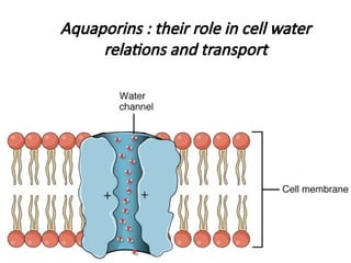 Aquaporins and its importance in plant system | PPTX