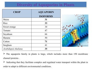 Aquaporins and its importance in plant system | PPTX