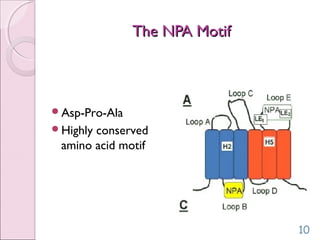 The NPA MotifThe NPA Motif
10
Asp-Pro-Ala
Highly conserved
amino acid motif
 