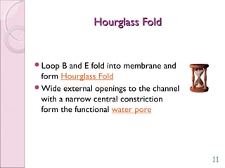 Hourglass FoldHourglass Fold
Loop B and E fold into membrane and
form Hourglass Fold
Wide external openings to the channel
with a narrow central constriction
form the functional water pore
11
 