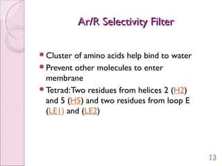 Ar/R Selectivity FilterAr/R Selectivity Filter
Cluster of amino acids help bind to water
Prevent other molecules to enter
membrane
Tetrad:Two residues from helices 2 (H2)
and 5 (H5) and two residues from loop E
(LE1) and (LE2)
13
 