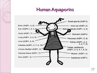 Human AquaporinsHuman Aquaporins
17
 