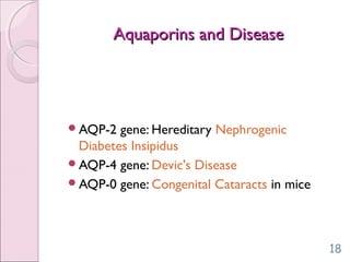 Aquaporins and DiseaseAquaporins and Disease
AQP-2 gene: Hereditary Nephrogenic
Diabetes Insipidus
AQP-4 gene: Devic's Disease
AQP-0 gene: Congenital Cataracts in mice
18
 