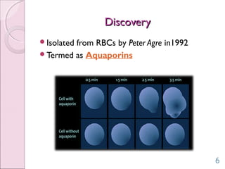 DiscoveryDiscovery
Isolated from RBCs by Peter Agre in1992
Termed as Aquaporins
6
 