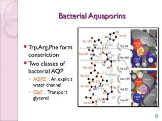 Bacterial AquaporinsBacterial Aquaporins
Trp,Arg,Phe form
constriction
Two classes of
bacterial AQP
◦ AQPZ : An explicit
water channel
◦ GlpF : Transport
glycerol
8
 