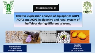 Relative expression analysis of aquaporins AQP1,
AQP2 and AQP3 in digestive and renal system of
buffaloes during different seasons.
Major Advisor
Dr. Ashutosh
Senior Scientist
Speaker
Suprith.B
16-M-AP-05
(M. V. Sc Scholar)
Synopsis seminar on
 