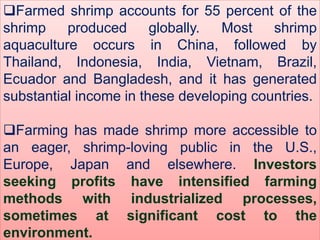 Farmed shrimp accounts for 55 percent of the
shrimp produced globally. Most shrimp
aquaculture occurs in China, followed by
Thailand, Indonesia, India, Vietnam, Brazil,
Ecuador and Bangladesh, and it has generated
substantial income in these developing countries.
Farming has made shrimp more accessible to
an eager, shrimp-loving public in the U.S.,
Europe, Japan and elsewhere. Investors
seeking profits have intensified farming
methods with industrialized processes,
sometimes at significant cost to the
environment.
 