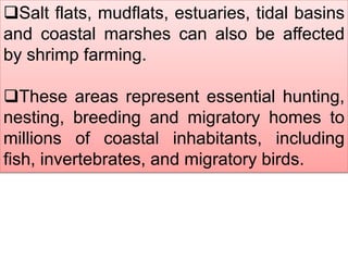 Salt flats, mudflats, estuaries, tidal basins
and coastal marshes can also be affected
by shrimp farming.
These areas represent essential hunting,
nesting, breeding and migratory homes to
millions of coastal inhabitants, including
fish, invertebrates, and migratory birds.
 