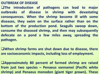 OUTBREAK OF DISEASE
The introduction of pathogens can lead to major
outbreaks of disease in shrimp with devastating
consequences. When the shrimp become ill with some
diseases, they swim on the surface rather than on the
bottom of the production pond. Seagulls swoop down,
consume the diseased shrimp, and then may subsequently
defecate on a pond a few miles away, spreading the
pathogen.
When shrimp farms are shut down due to disease, there
are socioeconomic impacts, including loss of employment.
Approximately 80 percent of farmed shrimp are raised
from just two species – Penaeus vannamei (Pacific white
shrimp) and Penaeus monodon (giant tiger prawn). These
 