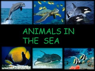 ANIMALS IN
THE SEA
 