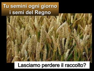 Tu semini ogni giorno i semi del Regno Lasciamo perdere il raccolto?