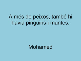 A més de peixos, també hi havia pingüins i mantes. Mohamed 