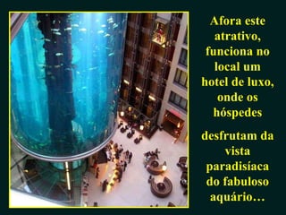 Afora este atrativo, funciona no local um hotel de luxo, onde os hóspedes desfrutam da vista paradisíaca do fabuloso aquário… 