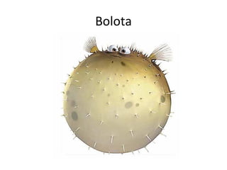Bolota

 