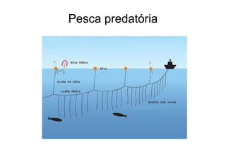 Pesca predatória
 