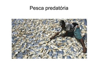 Pesca predatória
 