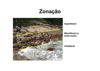 Zonação

          Supralitoral



          Mesolitoral ou
          entre-marés



          Infralitoral
 