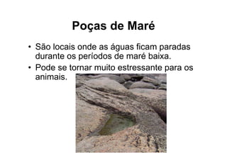 Poças de Maré
• São locais onde as águas ficam paradas
  durante os períodos de maré baixa.
• Pode se tornar muito estressante para os
  animais.
 