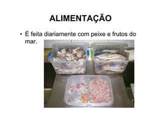 ALIMENTAÇÃO
• É feita diariamente com peixe e frutos do
  mar.
 