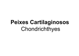 Peixes Cartilaginosos
    Chondrichthyes
 