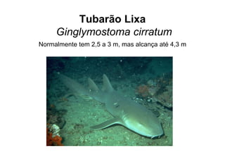 Tubarão Lixa
     Ginglymostoma cirratum
Normalmente tem 2,5 a 3 m, mas alcança até 4,3 m
 