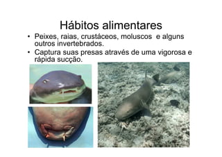 Hábitos alimentares
• Peixes, raias, crustáceos, moluscos e alguns
  outros invertebrados.
• Captura suas presas através de uma vigorosa e
  rápida sucção.
 