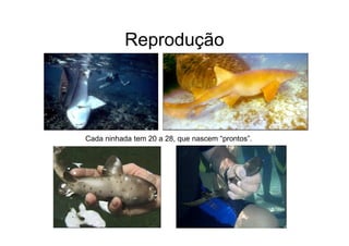 Reprodução




Cada ninhada tem 20 a 28, que nascem “prontos”.
 