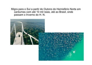 Migra para o Sul a partir do Outono do Hemisfério Norte em
  cardumes com até 10 mil raias, até ao Brasil, onde
  passam o Inverno do H. N.
 
