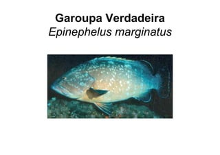 Garoupa Verdadeira
Epinephelus marginatus
 