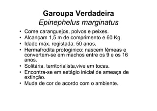 Garoupa Verdadeira
       Epinephelus marginatus
• Come caranguejos, polvos e peixes.
• Alcançam 1,5 m de comprimento e 60 Kg.
• Idade máx. registada: 50 anos.
• Hermafrodita protogínico: nascem fêmeas e
  convertem-se em machos entre os 9 e os 16
  anos.
• Solitária, territorialista,vive em tocas.
• Encontra-se em estágio inicial de ameaça de
  extinção.
• Muda de cor de acordo com o ambiente.
 