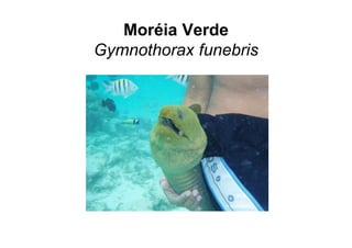 Moréia Verde
Gymnothorax funebris
 